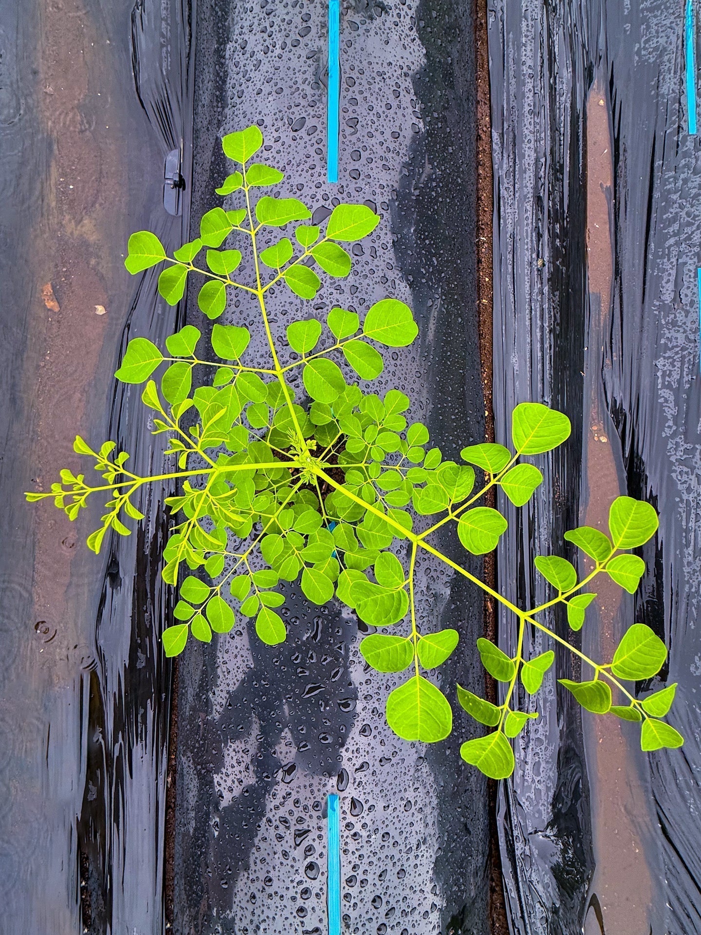 モリンガ 効果 なし