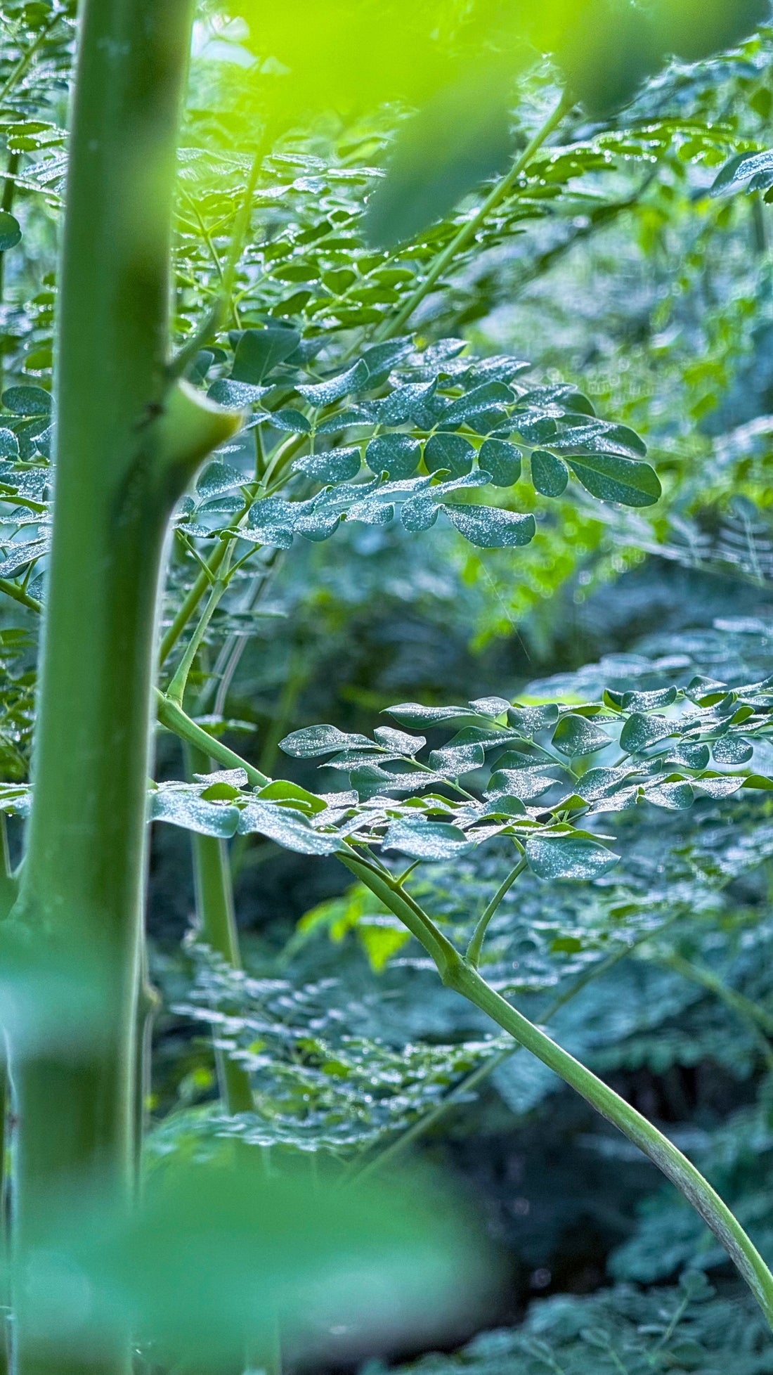 モリンガの飲み方とタイミング｜1日の目安量と、続けるための工夫 - ニシジマ農園