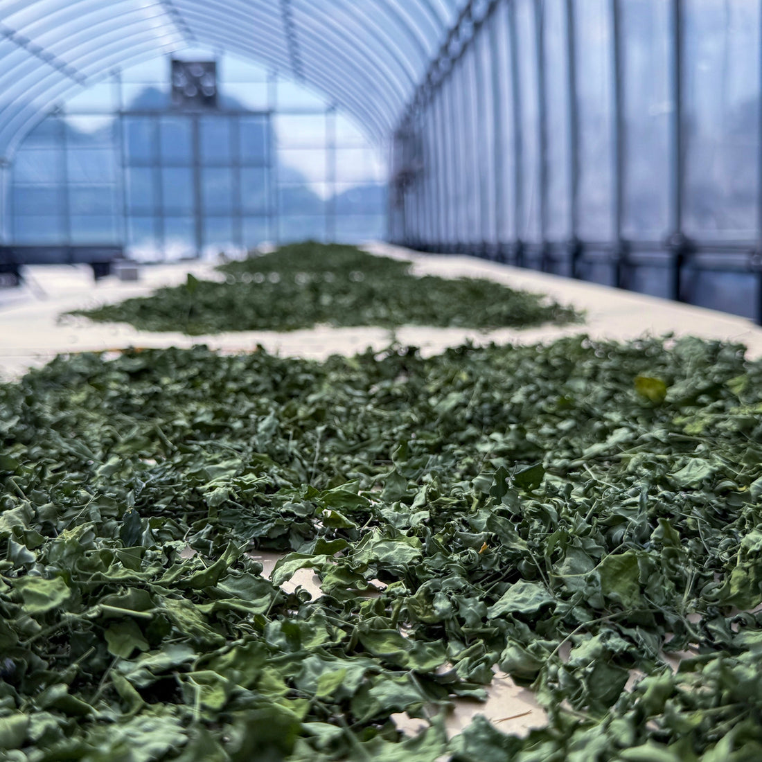 ❄️冬の免疫ケア：体の中から守る季節のインナーケア習慣