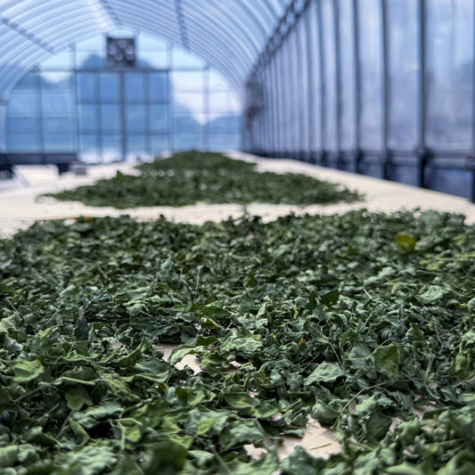 ❄️冬の免疫ケア：体の中から守る季節のインナーケア習慣