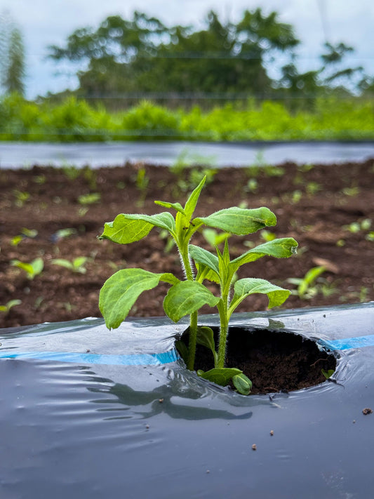 1年で最も昼が長い日「夏至」に、体と心のリズムを整えよう