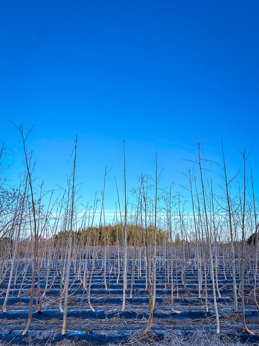 🎍 【鏡開き】お餅は太る？を解決！「糖質」をコントロールして美味しく食べる3つの知恵 - ニシジマ農園