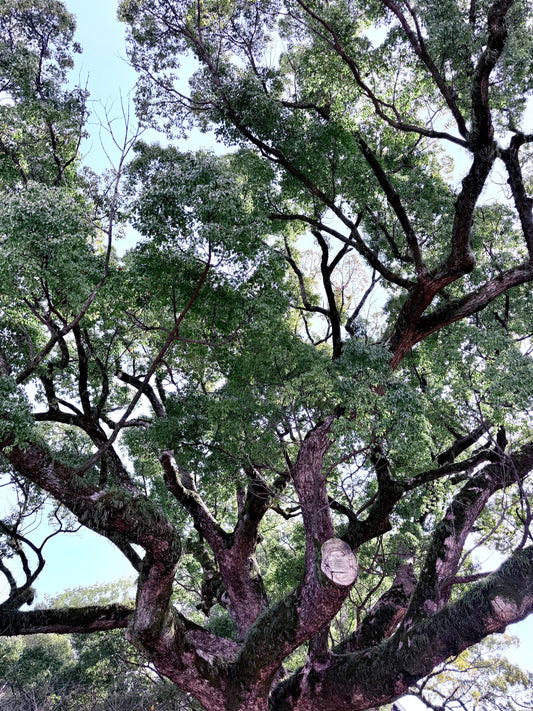 🎍 【年末年始の備え】「食べ過ぎ・飲み過ぎ」も怖くない！体を整えるインナーケア3つの鉄則 - ニシジマ農園