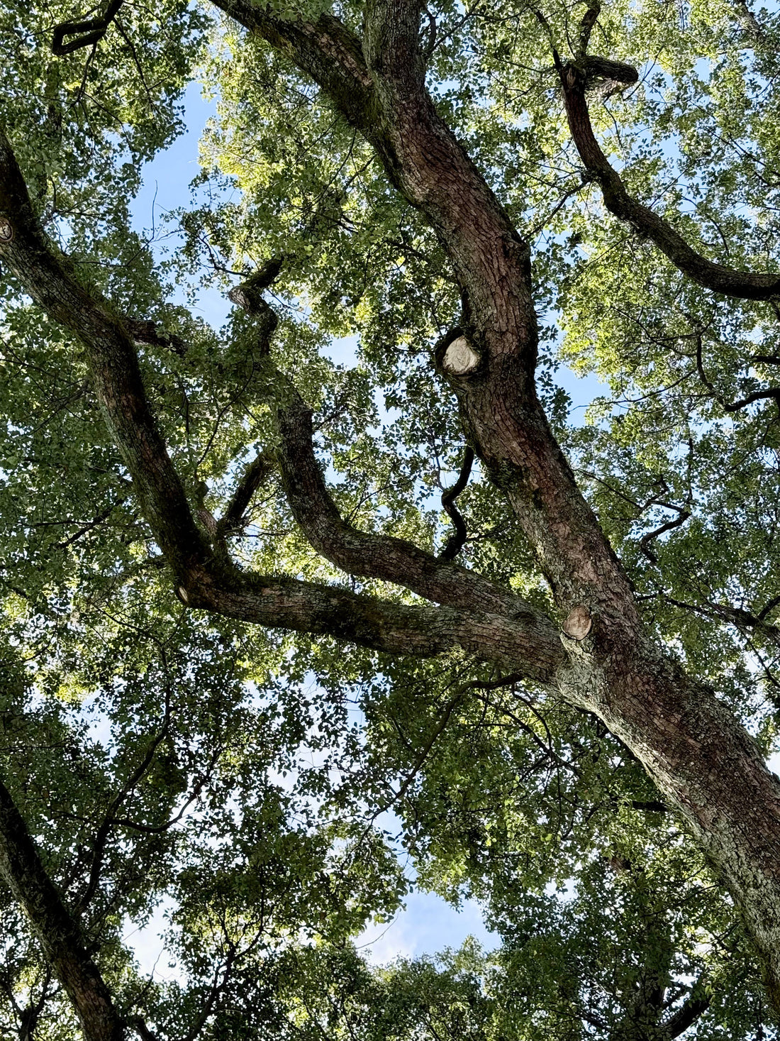 ❄️ 【大寒】底冷えする日は「腸温活」！寒さのピークを乗り切る3つの温め習慣 - ニシジマ農園