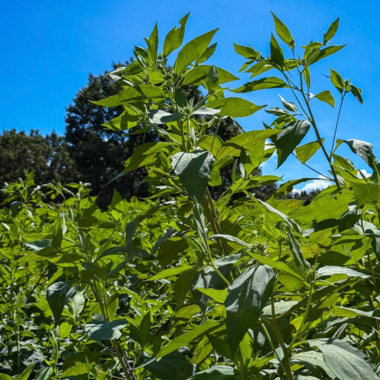 🌾 秋分の日に考える、心と体を整える暮らし