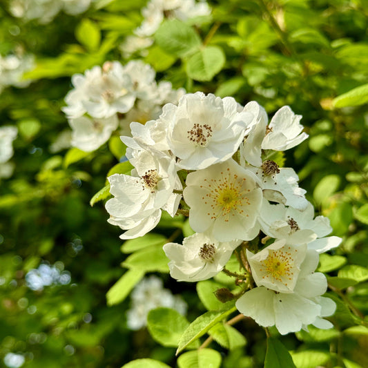 5月の旬を味わおう：体がよろこぶ春の終わりの食材と整える栄養習慣 - ニシジマ農園