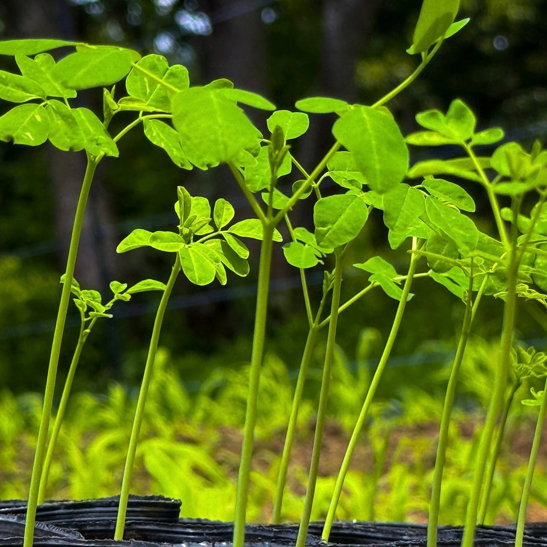夏を元気に乗り切る！7月の旬の食べ物で体の中からパワーチャージ - ニシジマ農園
