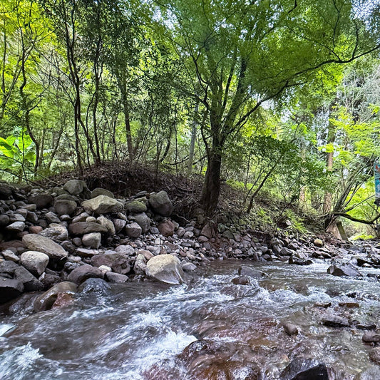 🍁 10月の旬の食べ物で整える、秋本番のからだと心