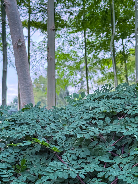 🍂11月の旬の食べ物で整える、体と心のバランス