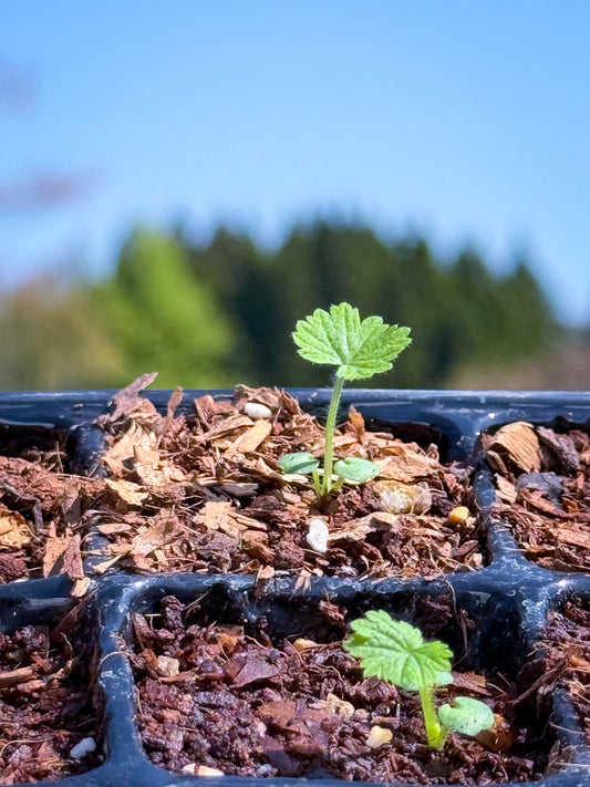 ☀️【春の紫外線に注意】4月の「うっかり日焼け」を防ぐ！透明感を守るインナーケアの秘密