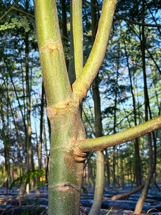 ❄️ 12月の旬の食べ物で整える、体と心のバランス