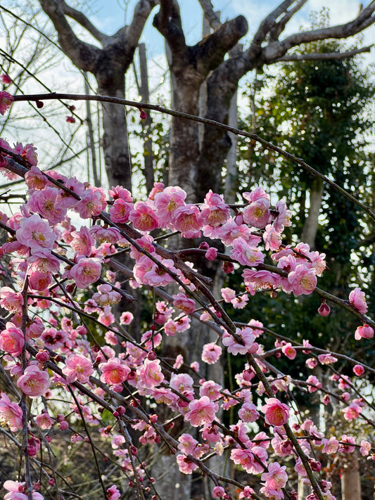 🌸 【立春】暦の上ではもう春！冬の「溜め込み」をリセットして、軽やかな体へ