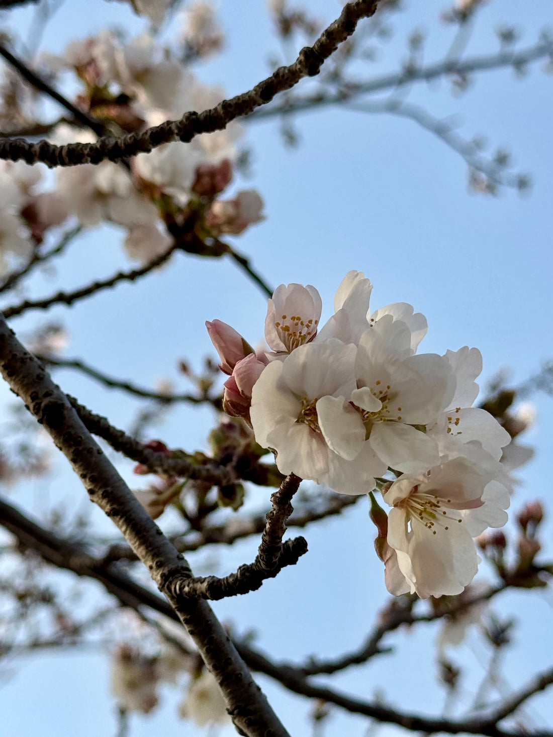 🌸 【3月の旬】春の「ゆらぎ」を整える！スッキリ体質をつくる旬食材3選