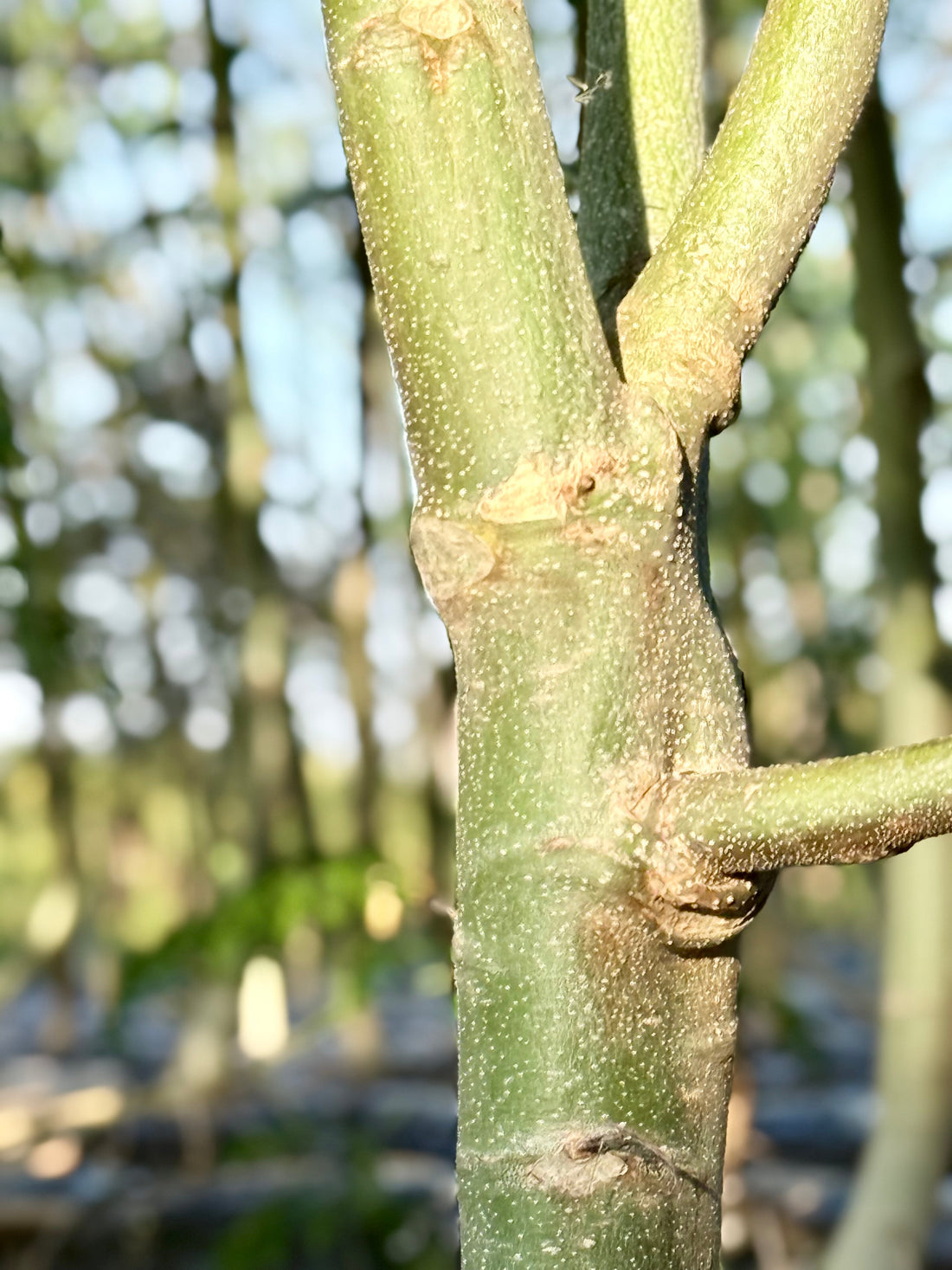 ❄️冬の乾燥対策：内側からうるおいを守る食と習慣