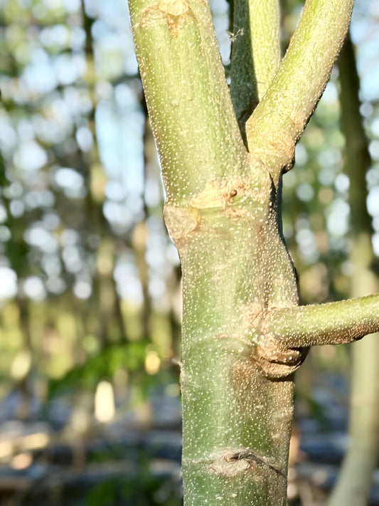 ❄️冬の乾燥対策：内側からうるおいを守る食と習慣