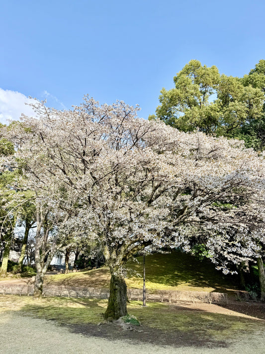 【4月の旬】新生活の「隠れ疲労」をリセット！心と体を整える春のパワー食材3選