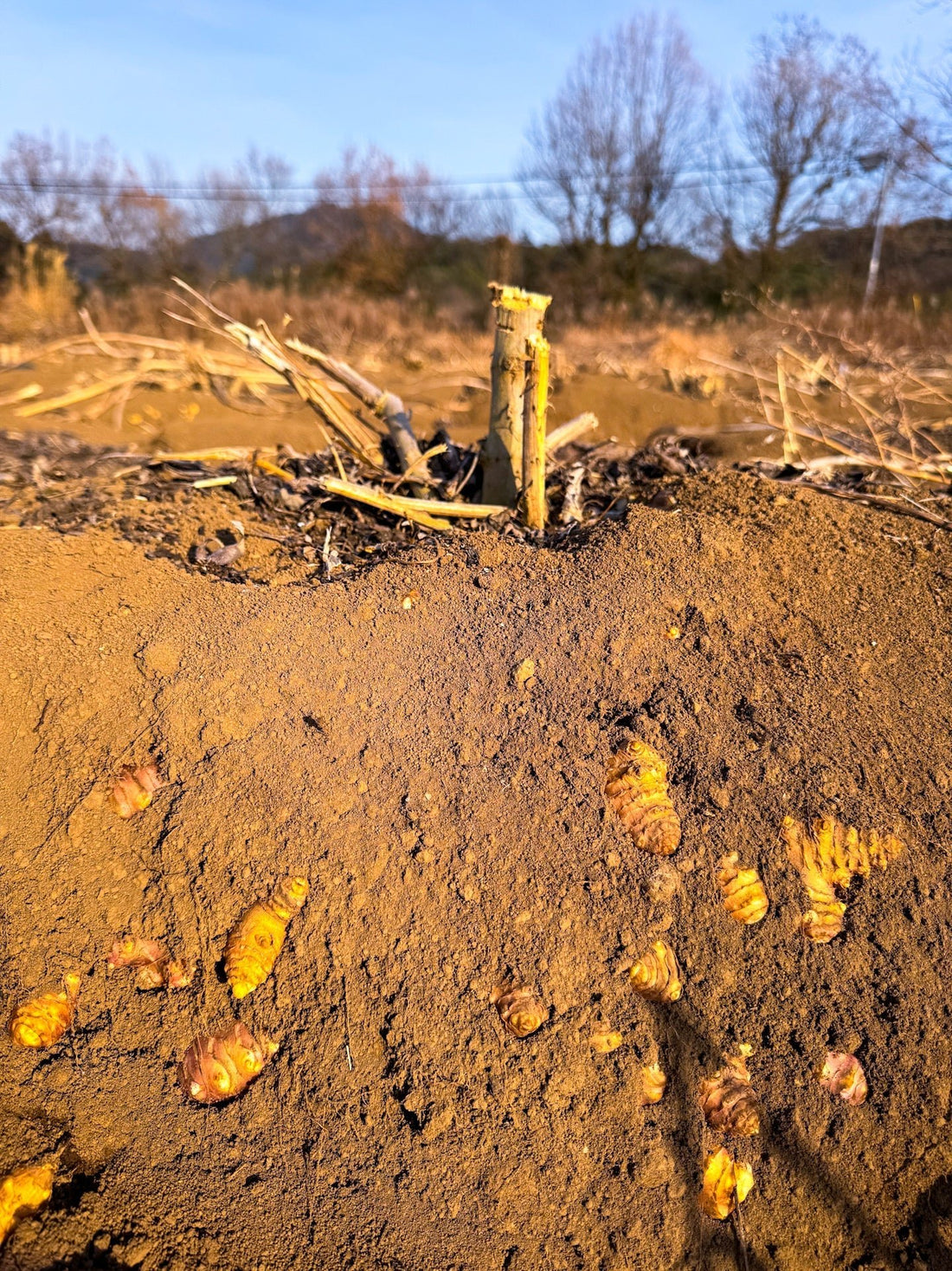節分と健康：一年の邪気を払い、体を整える食習慣 - ニシジマ農園