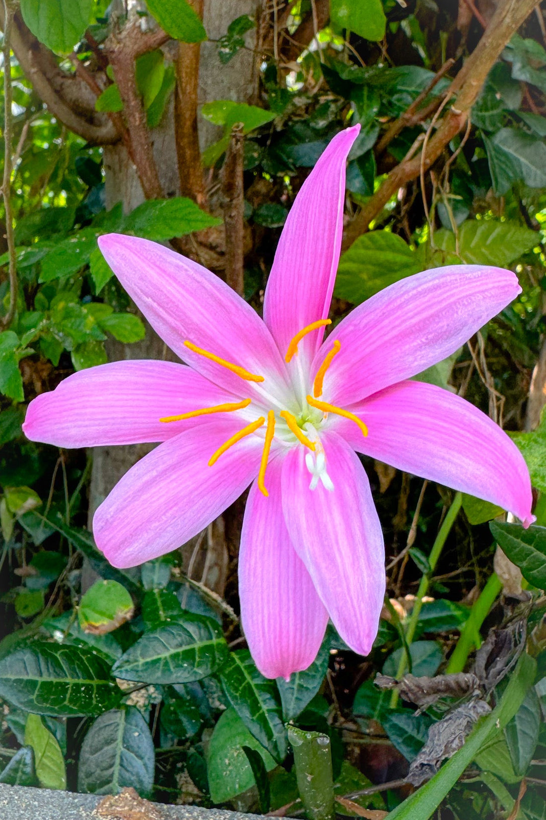朝の習慣で健康的な一日を始めよう！ - ニシジマ農園