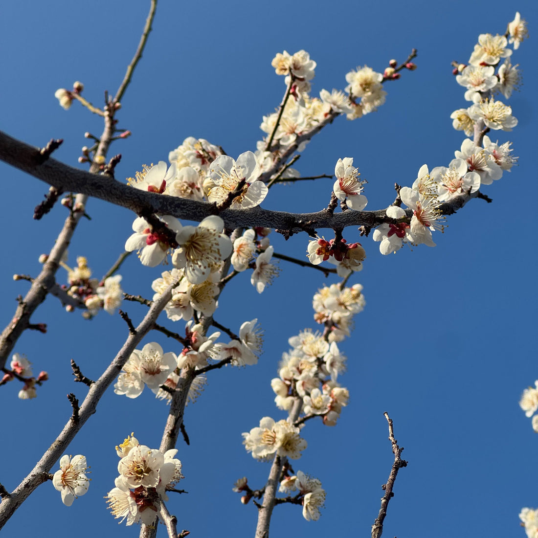 春の冷え対策と健康習慣：モリンガで内側から温める方法 - ニシジマ農園