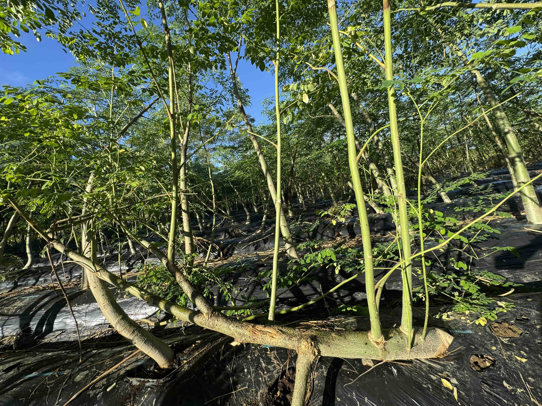秋の肌を整える！美容に役立つスキンケアと栄養補給法 - ニシジマ農園