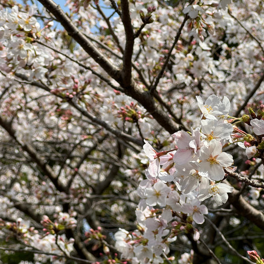 お花見と健康習慣：春を楽しみながら体に優しい栄養を取り入れよう！ - ニシジマ農園
