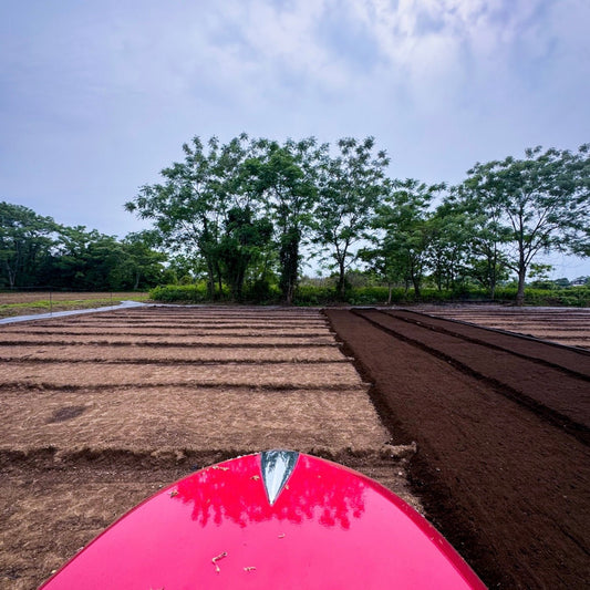 「初夏の“内冷え”対策に。モリンガ×キクイモで始めるインナーケア習慣」 - ニシジマ農園