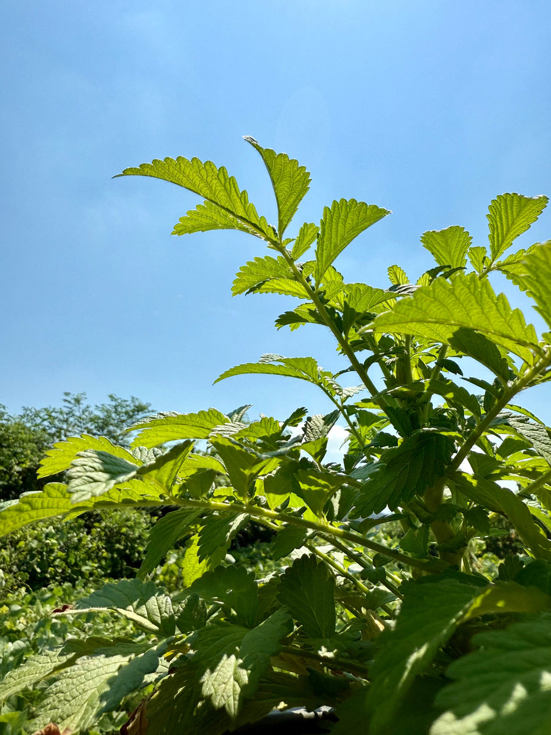🍃暦の上ではもう秋？立秋に見直したい体と心の整え方 - ニシジマ農園