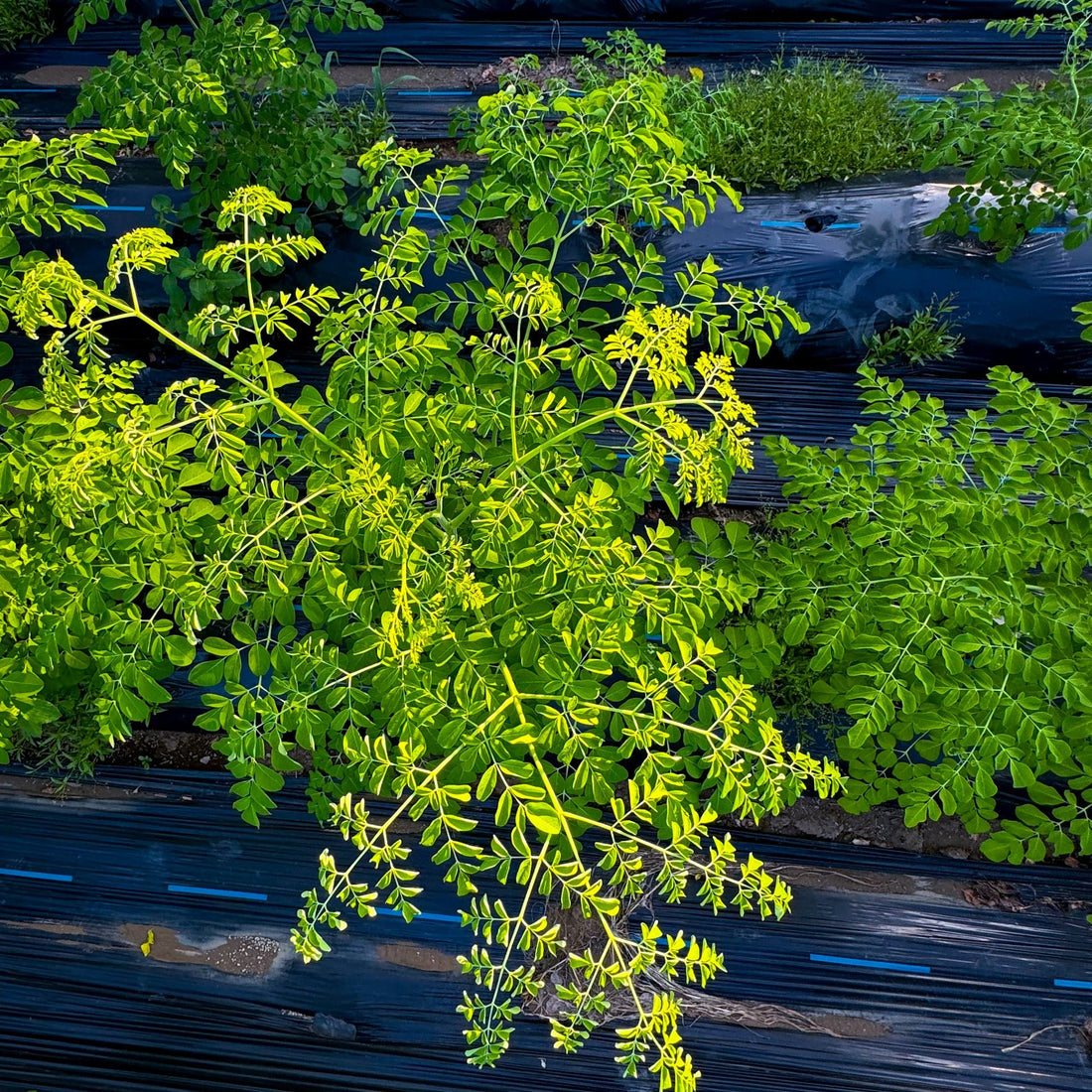 エシカルフード：持続可能な未来への一歩 - ニシジマ農園