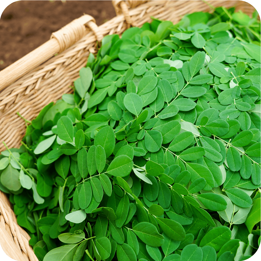 モリンガで健康美を手に入れる：驚くべき栄養素と活用法 - ニシジマ農園