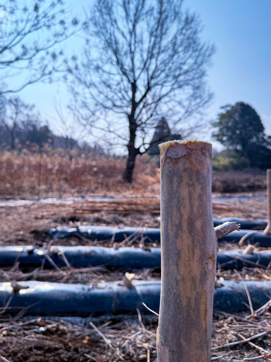 🍫 【バレンタイン翌日】「食べ過ぎた…」を後悔しない！翌日のリセット術で心も体も軽やかに - ニシジマ農園