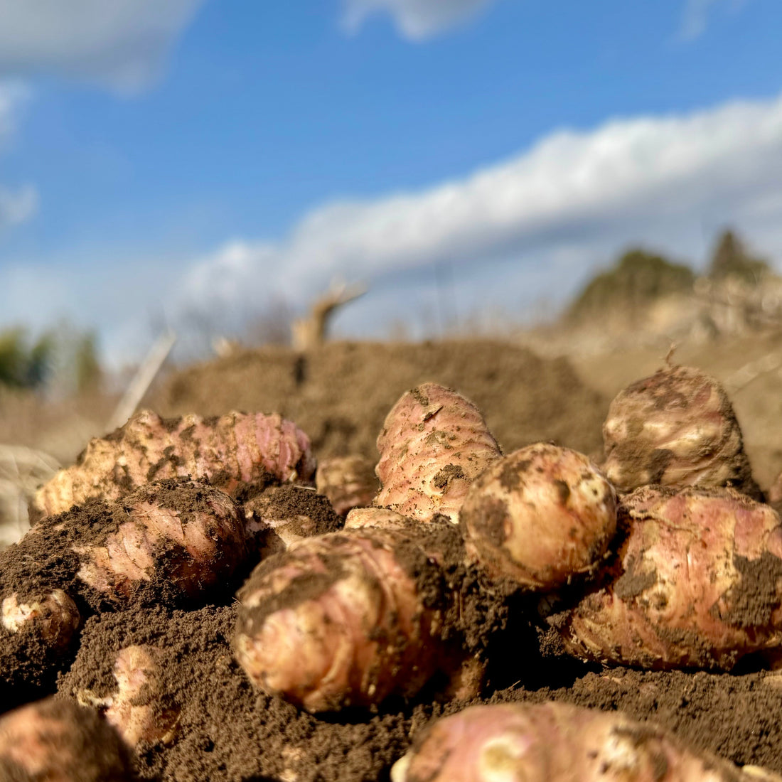 🌿 生の菊芋で美味しく腸活！栄養・レシピ・食べ方ガイド - ニシジマ農園