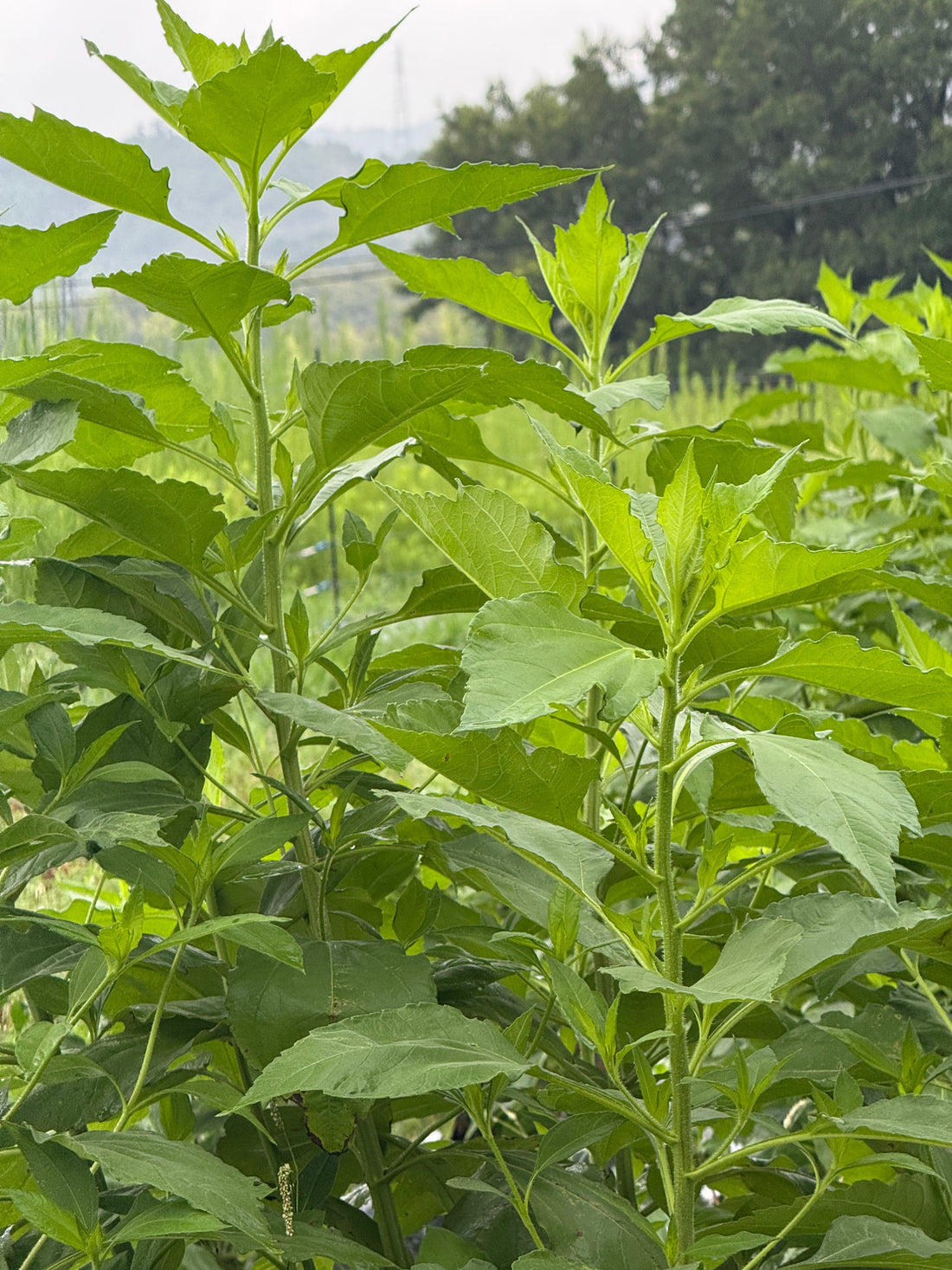 菊芋（キクイモ）のメリット・デメリットを徹底解説 - ニシジマ農園