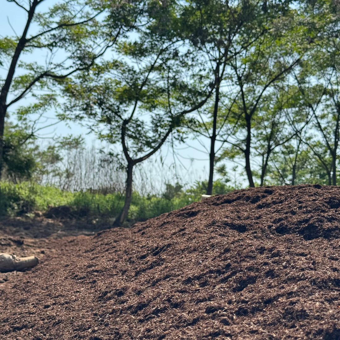 🌲 【春のムズムズ対策】花粉の季節を乗り切る鍵は「腸」にあり！今すぐ始めたいバリア習慣 - ニシジマ農園