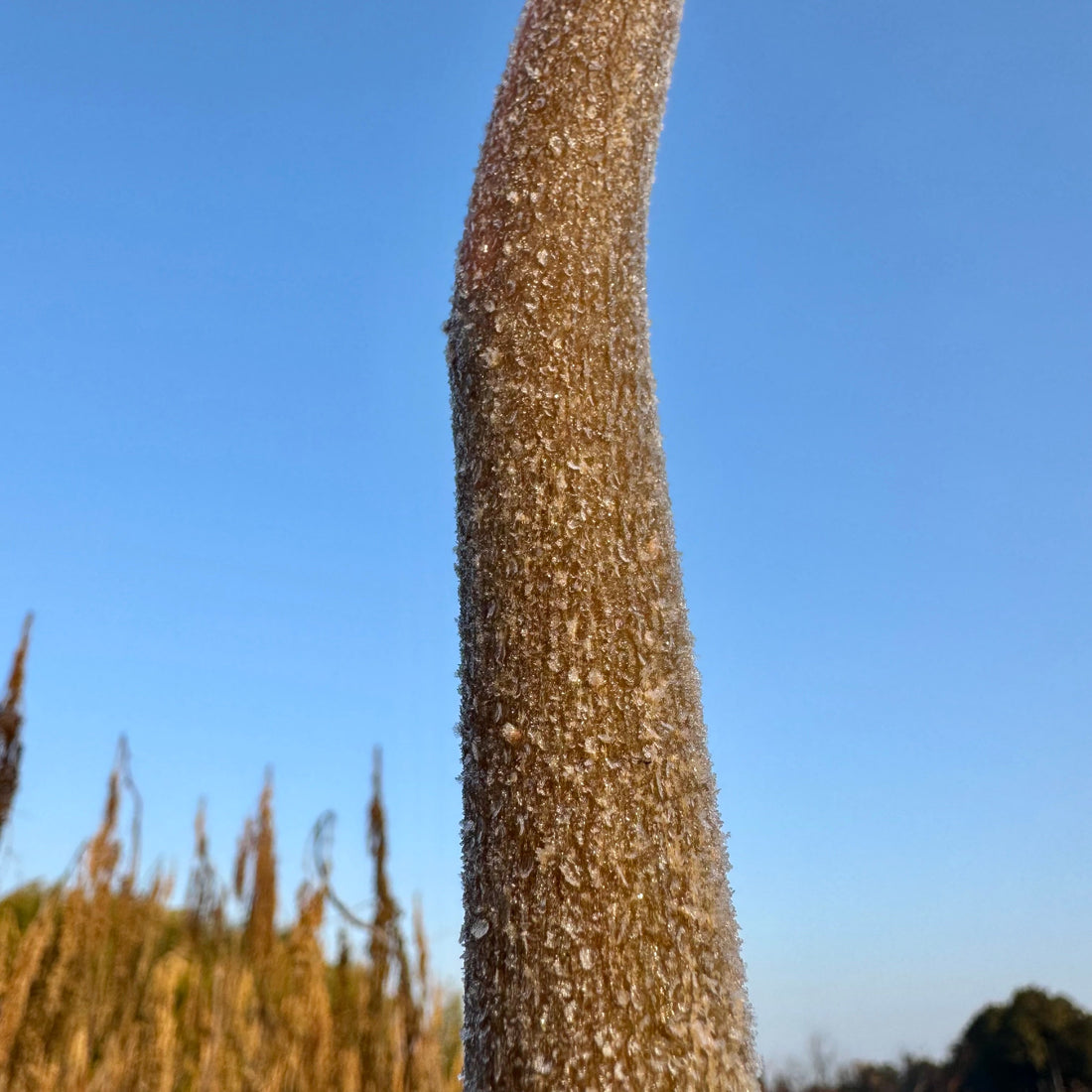 冬の冷え対策と健康を守る食べ物と習慣 - ニシジマ農園