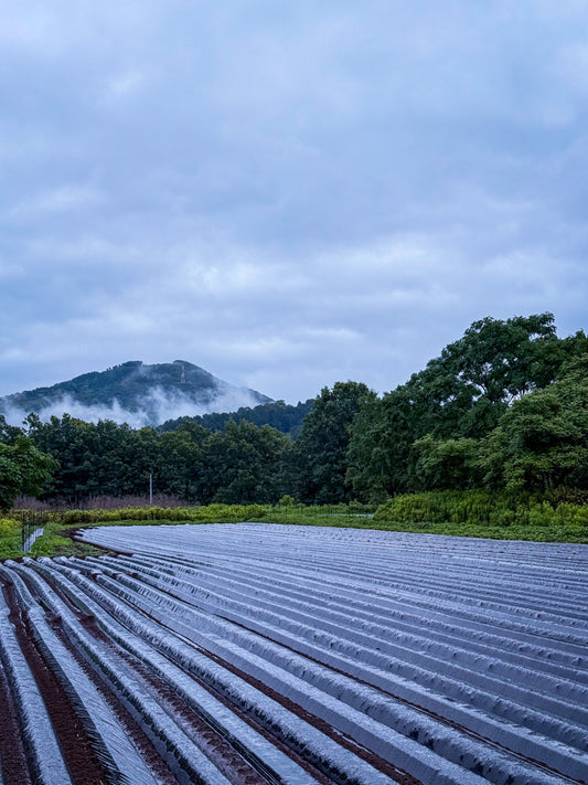 🍵【医食同源】梅雨明けの体を整える！毎日の食卓が薬になる「食べる養生」のすすめ - ニシジマ農園