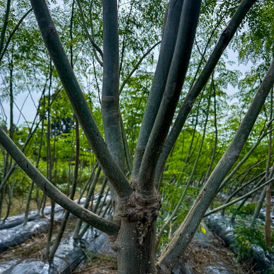 秋に腸活を始めよう！健康維持のためのポイント - ニシジマ農園