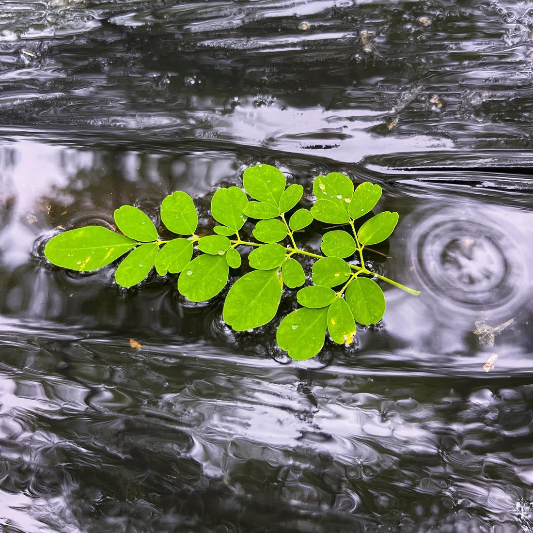 ☔【穀雨の過ごし方】春の「むくみ」と「だるさ」をリセット！水の巡りを整えるインナーケア - ニシジマ農園