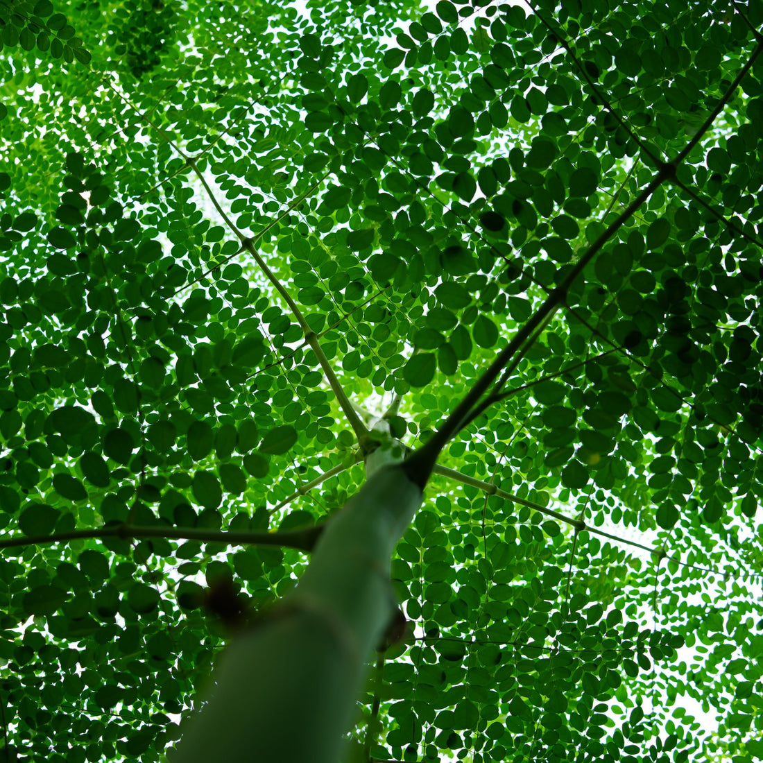 モリンガの驚くべき健康・美容効果と活用法 - ニシジマ農園