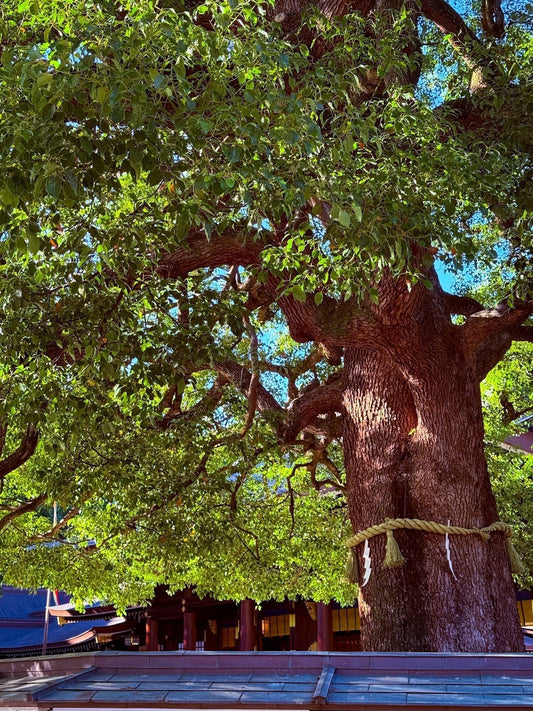⛩️ 【ご報告】明治神宮「秋の大祭」にて、熊本県代表としてNONケミカル™を奉献いたしました - ニシジマ農園