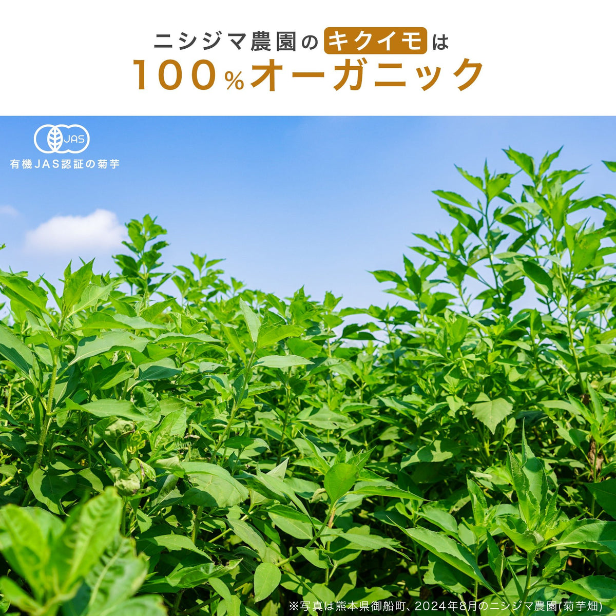 有機菊芋の栽培地