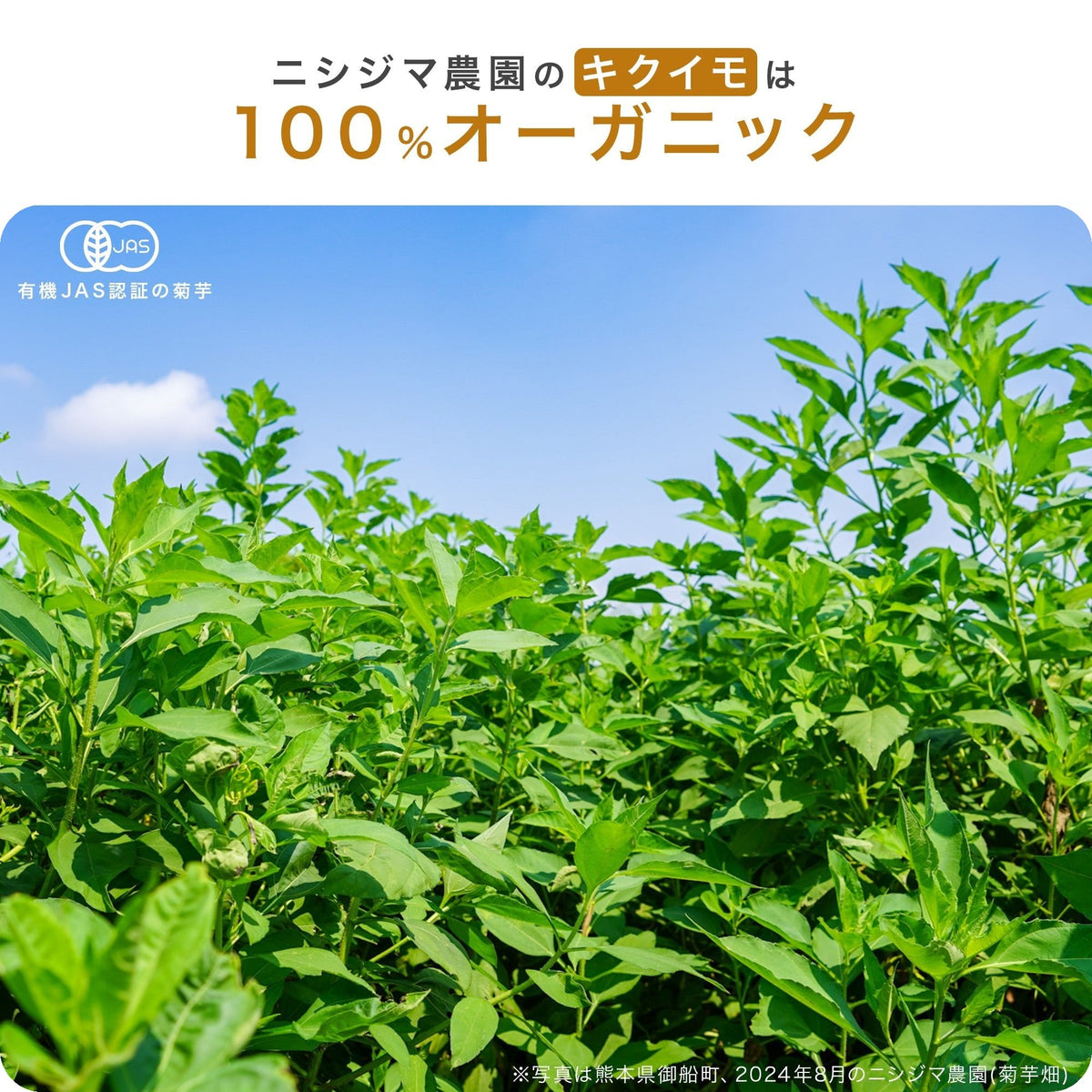 有機菊芋の栽培地