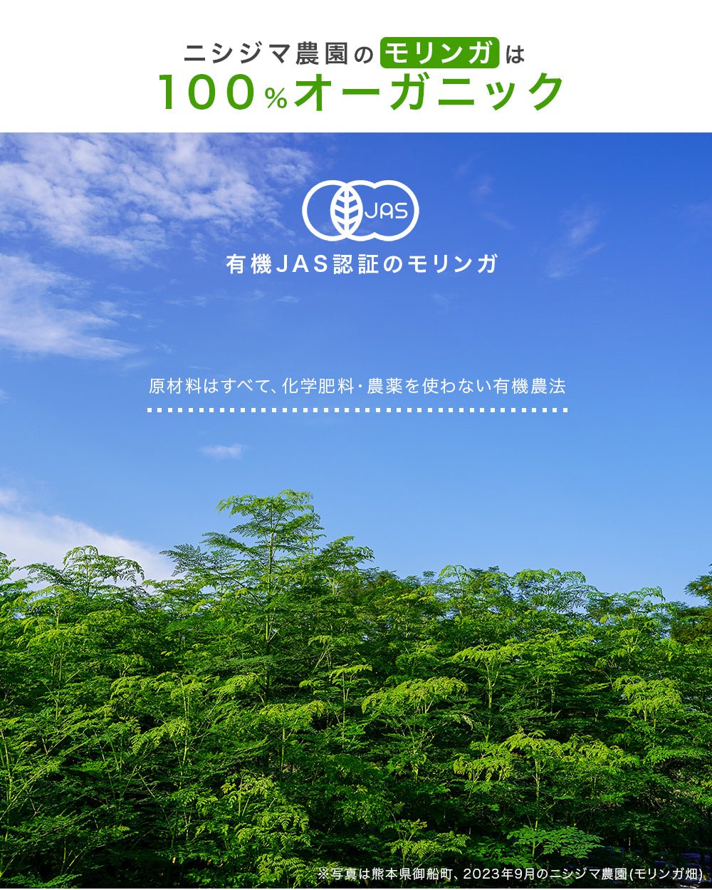 モリンガの栽培地・有機栽培